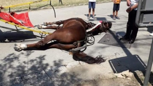 Por cansancio y calor, cayó muerto un caballo que tiraba un carro con turistas