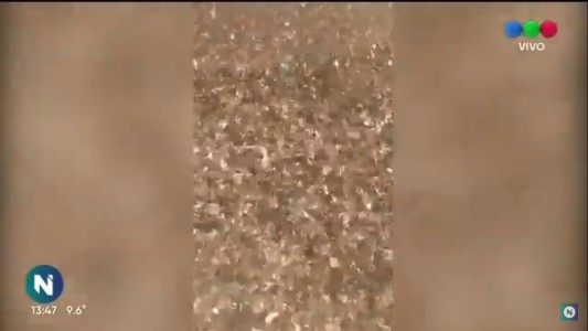 Video: Manga de langostas causó graves daños en campos de trigo