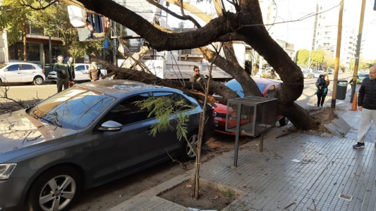 FOTOS: cayó un añoso árbol y aplastó a dos autos en barrio General Paz