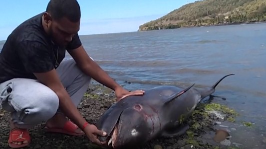 Aparecen delfines muertos en la orilla tras un derrame de petróleo