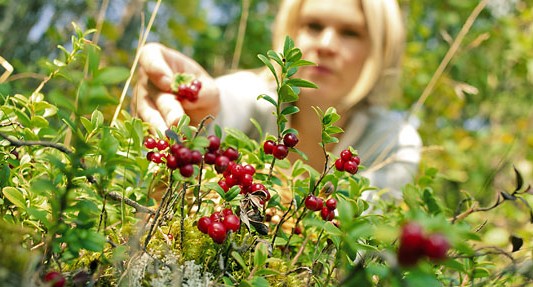 Finlandia: ofrecen euros para que los habitantes se vuelvan ecológicos