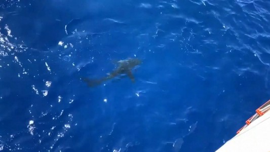 Guardias costeros abren fuego ante un tiburón que asediaba a nadadores