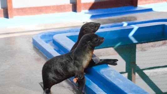 Volver al mar: 3 lobos fueron rescatados y reinsertados en su hábitat