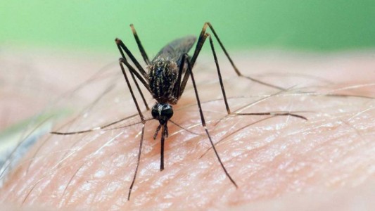 En plena pandemia de coronavirus, alertan en España tras muertes por brote del virus del Nilo Occidental