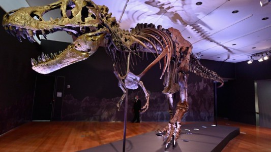 Subastan un dinosaurio T-Rex