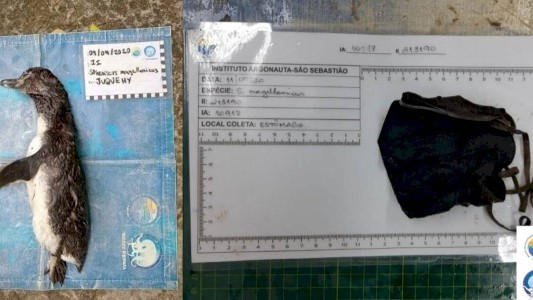 El lado b del coronavirus: hallaron un pingüino que murió por tragarse un barbijo