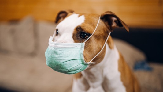 Nuevo estudio: perros y gatos pueden contagiarse coronavirus de sus dueños