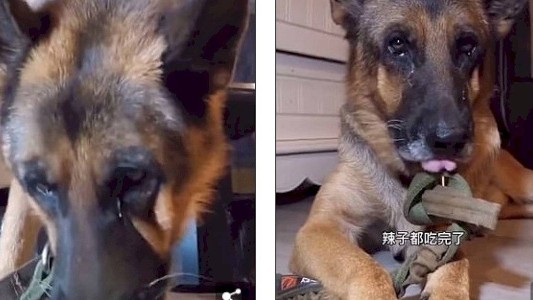 Video de terror: el hombre que hace llorar a su perro al darle alimentos picantes