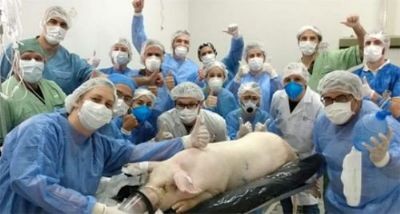 Cerdos panameños prueban respiradores para enfermos de covid-19