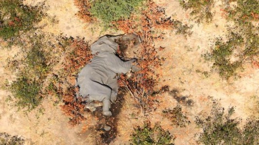 Revelan la causa de la muerte de cientos de elefantes en la selva africana