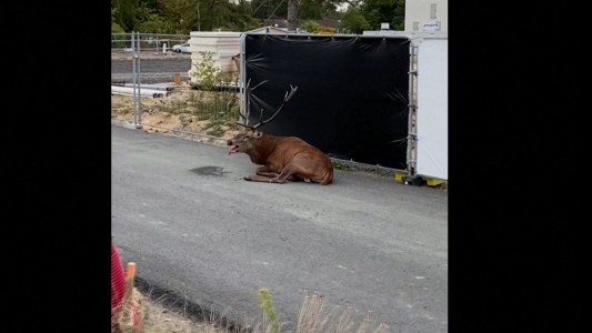 Vecinos defienden a un ciervo perseguido por cazadores