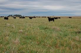 Impuesto "alfajor Jorgito": Intendente bonaerense busca cobrar $35 por hectárea a ruralistas para un bono a trabajadores de salud