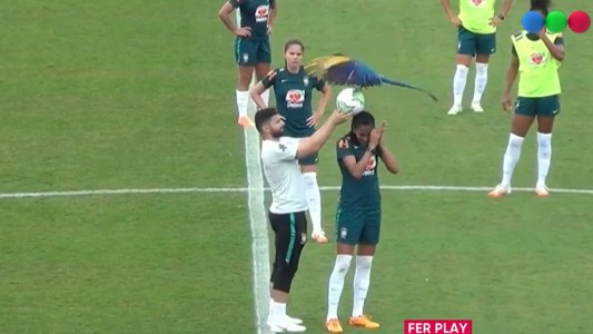Video: un guacamayo se posó en la cabeza de una jugadora de fútbol