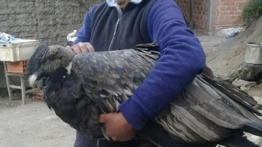 Rescataron a un cóndor andino con signos de intoxicación en Salta