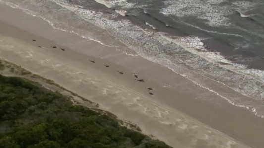Al menos 380 ballenas mueren encalladas en Australia