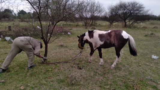 Cruel cinchada de caballos en Rosario: 13 detenidos por maltrato animal y apuestas clandestinas