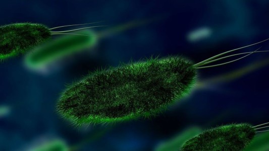 Alarma en Texas: hallaron presencia de "amebas comecerebro" en el agua corriente