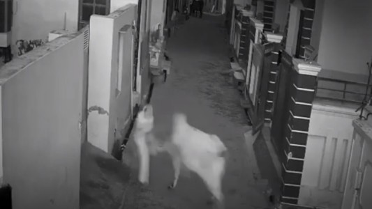 Video: un nene salvó a su abuela del ataque de un toro