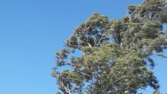 Atentos al viento: mirá el pronóstico para este viernes