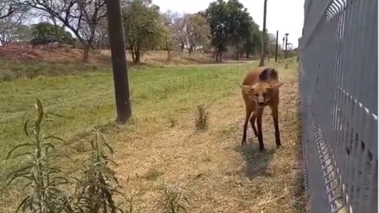 Un aguará guazú asustado por el fuego se refugió en un shopping de Chaco