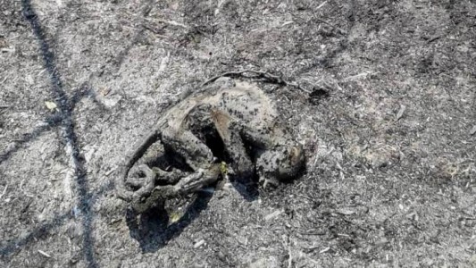 Fotos: murieron todos los animales de un parque natural que se quemó en Corrientes