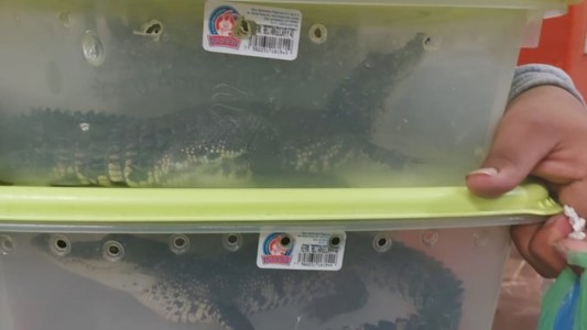 Detuvieron a dos hombres por trasladar cocodrilos en el subte