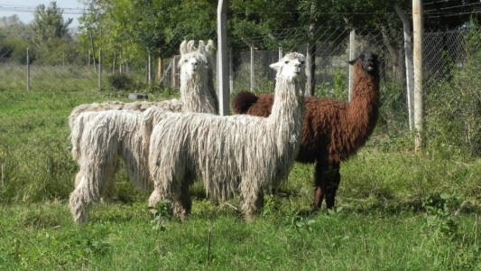 Anticuerpos derivados de llamas y huevos: científicos argentinos neutralizan el coronavirus