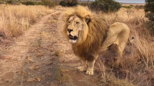 VIDEO: la increible reacción de leones con un cuidador que los cuidó de bebés