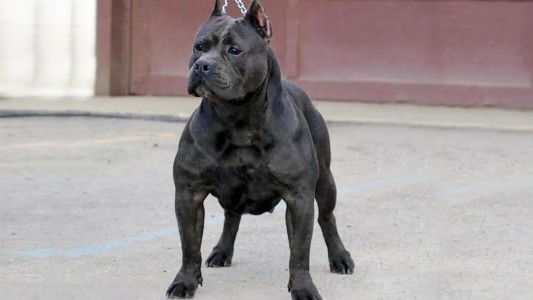 Brutal ataque de un pitbull a una mujer de 80 años que vendía empanadas en la calle