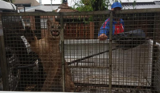 Una familia halló un puma oculto entre la mampostería de su vivienda en Santa Fe