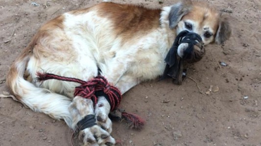 Crueldad animal: encontraron a un perro maniatado y amordazado