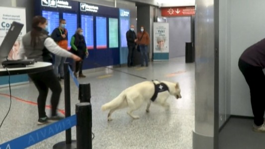 Video: resultados prometedores de ensayos con perros rastreadores de coronavirus