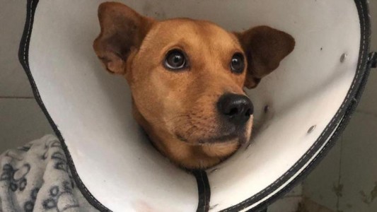 Dolor y bronca en las redes por la muerte del perro Aquiles tras sufrir un abuso sexual