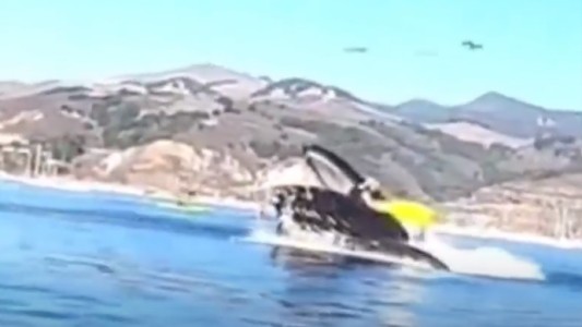 Video: el momento en que una ballena casi devora a dos kayakistas