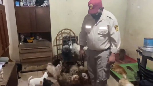 199 perros hacinados en un criadero trucho de Rosario