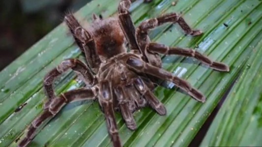 Increíble: encontraron 119 tarántulas en peligro de extinción en un par de zapatillas