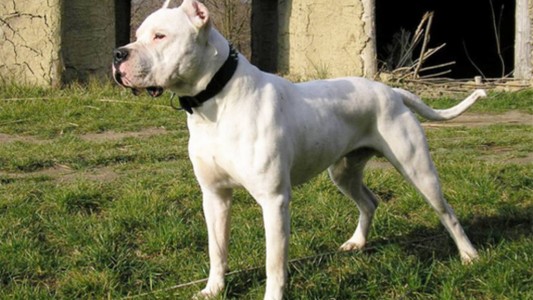 Un dogo mató a una nena de 2 años en Ensenada