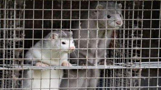 Ya son seis los países que reportaron casos de coronavirus en visones, según la OMS