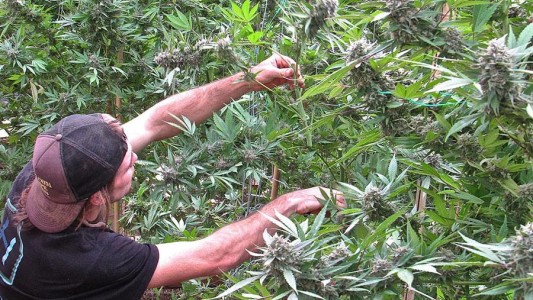 Lanzan la primera encuesta nacional de personas que usan cannabis en Argentina