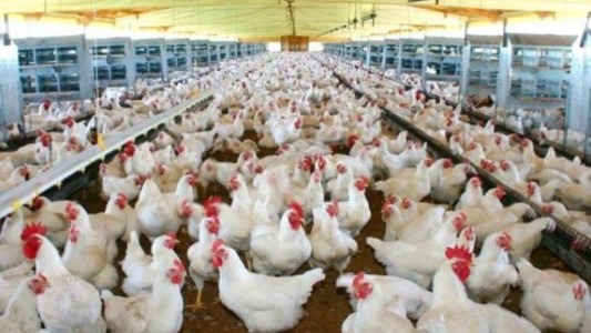 Sacrifican 190 mil gallinas y pollos por un nuevo foco de gripe aviar