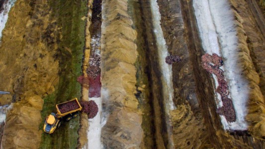 Alarma en Dinamarca por los "visones zombis"