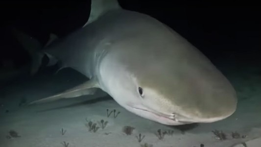 El extraño tiburón que devora todo en el Triángulo de las Bermudas: hasta ataca a submarinos