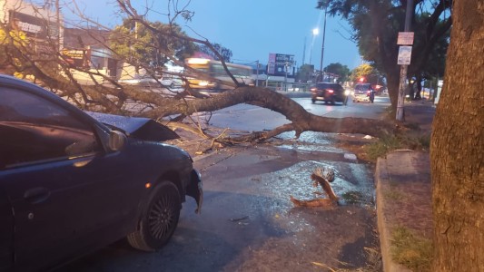 FOTOS: Un auto se estrelló contra un árbol que cayó en avenida Sabattini