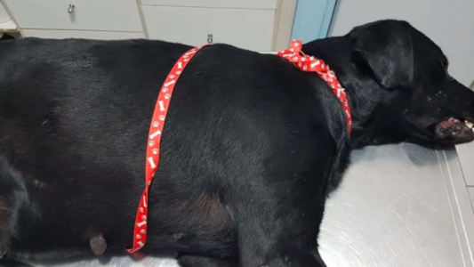 Conmoción por una perra violada con un palo: una veterinaria le salvó la vida