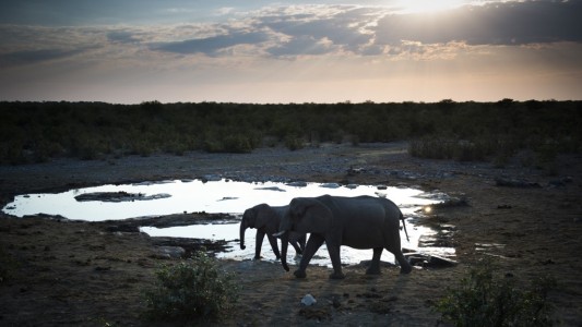 Por la sequía, ponen en venta 170 elefantes