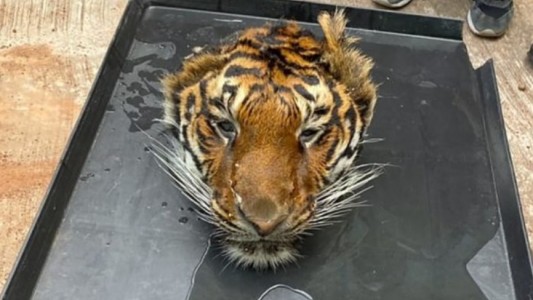 Hallaron un tigre decapitado en un zoológico sospechoso de tráfico de animales