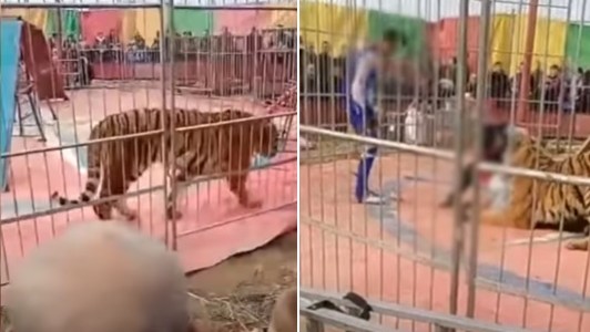 Video: tigre atacó a su domador en plena función de circo