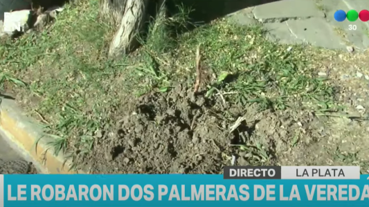 Robo insólito: Se llevaron en el baúl de un Renault 12 las palmeras de un negocio
