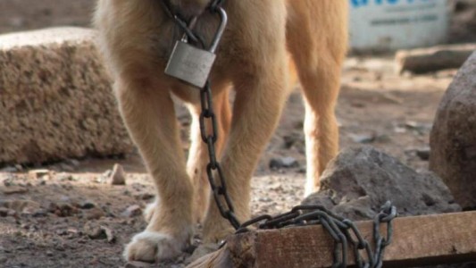 Detuvieron a un hombre por torturar animales por placer sexual