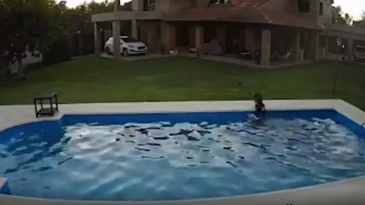 El emotivo momento en el que una perra salva a su amiga ciega de morir ahogada en una pileta